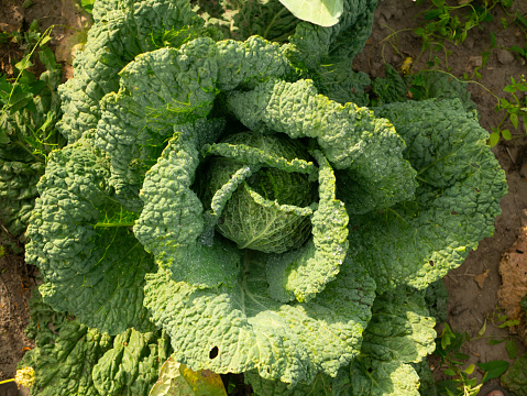 Fresh ripe head of savoy cabbage (Brassica oleracea sabauda) with lots of leaves growing in homemade garden. Close-up. Organic farming, healthy food, BIO viands, back to nature concept.