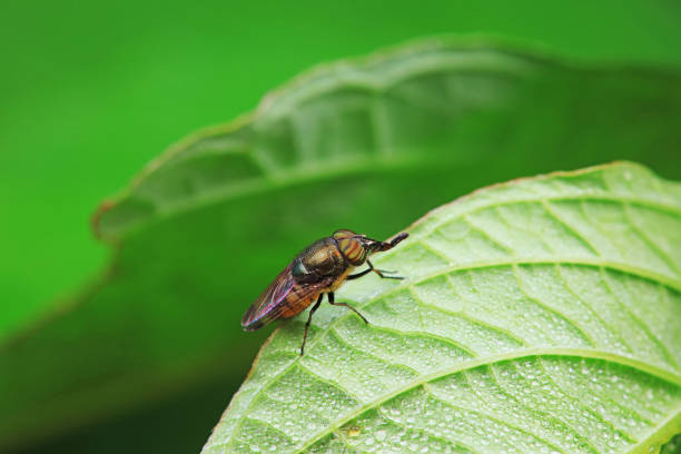 istock Flies on wild plants, North China 2023846210