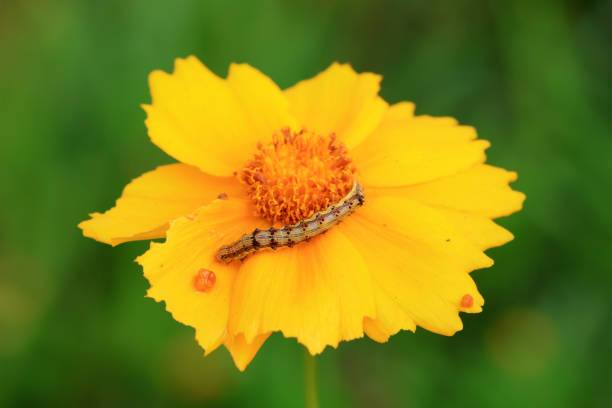 Lepidoptera larvae in the wild, North China