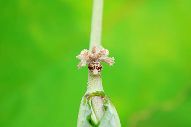 Hemiptera wax Cicadellidae insects on wild plants, North China