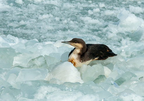 The black-throated loon (Gavia arctica), bird resting on floating ice in the Black Sea