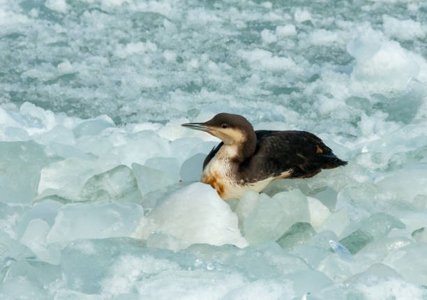 The black-throated loon (Gavia arctica), bird resting on floating ice The black-throated loon (Gavia arctica), bird resting on floating ice in the Black Sea arctic loon stock pictures, royalty-free photos & images