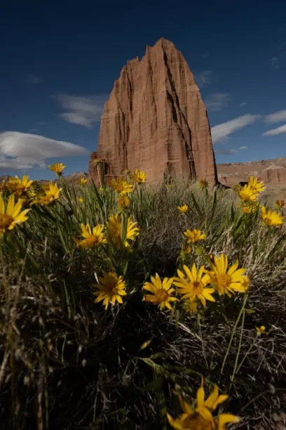 Photo of Bright Yellow Sun Flowers Bloom Below Temple Of The Sun In Capitol Reef