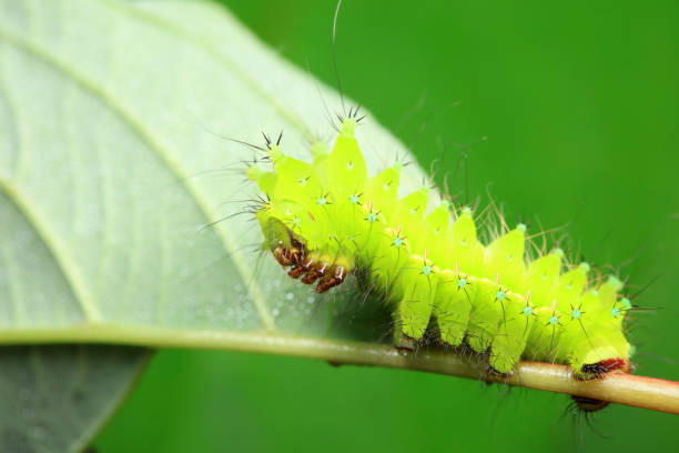 istock Lepidoptera larvae in the wild, North China 2023851180