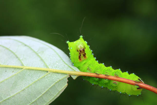 istock Lepidoptera larvae in the wild, North China 2023851700