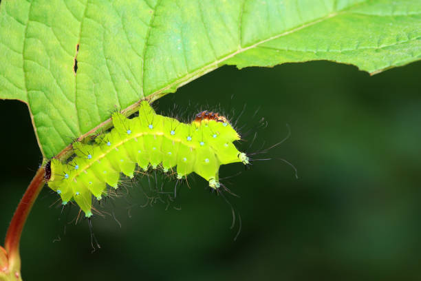 istock Lepidoptera larvae in the wild, North China 2023851707