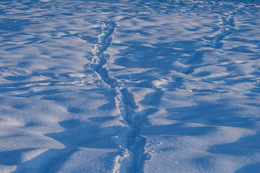 Photo of a snow surface with covered tracks under sunlight.