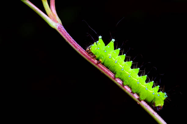 istock Lepidoptera larvae in the wild, North China 2023852262