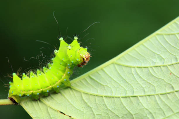 Caterpillar Orhtosia miniosa, at the edge of a leaf balancing to pass under the leaf. This is a focus on eleven photography