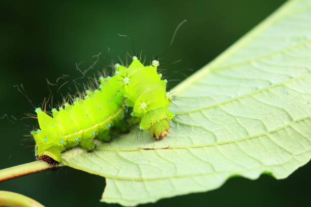 green caterpillar butterfly with old leaf on black background . The caterpillar of the rare sailfish butterfly