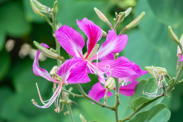Pink Bauhinia flower blooming on tree close up