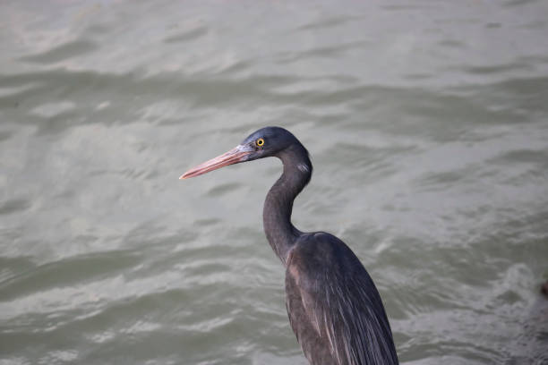 The Pacific reef heron (Egretta sacra), dark morph, against the background of the sea while hunting fish close-up. The Pacific reef heron (Egretta sacra), dark morph, against the background of the sea while hunting fish close-up. egretta sacra stock pictures, royalty-free photos & images