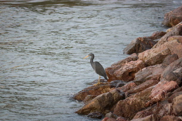 The Pacific reef heron (Egretta sacra), dark morph, hunts fish on coastal rocks by the sea. The Pacific reef heron (Egretta sacra), dark morph, hunts fish on coastal rocks by the sea. egretta sacra stock pictures, royalty-free photos & images