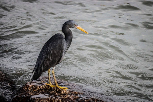 The Pacific reef heron (Egretta sacra), dark morph, on rocks by the sea close-up. The Pacific reef heron (Egretta sacra), dark morph, on rocks by the sea close-up. egretta sacra stock pictures, royalty-free photos & images