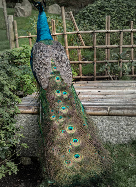 portrait of a elegant blue peacock on green background in a park. - formal garden tropical climate park plant imagens e fotografias de stock