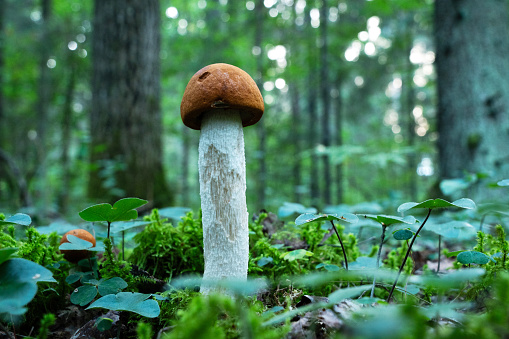 A fresh and edible mushroom, Leccinum aurantiacum growing in a lush boreal forest on a late summer evening in Estonia, Northern Europe