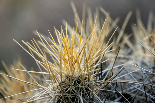 Spider Webs Connect The Tips of Cactus Needles In Big Bend National Park