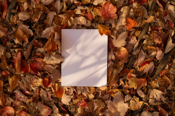 White book in nature surrounding fall leaves