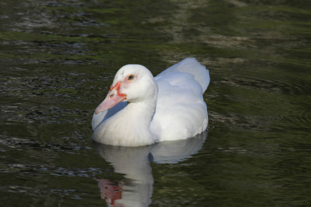 istock White muscovy duck bird swimming on a pond 2023898570