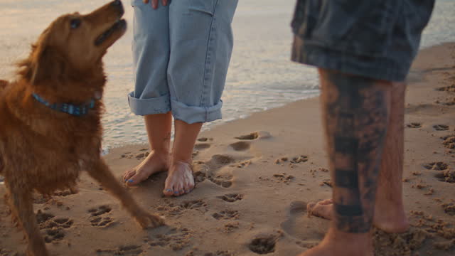 Cute dog playing at beach with owners closeup. Couple legs standing sea shore