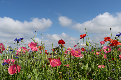 Colorful poppies against a blue sky background on a spring day in rural Lancaster County, Pennsylvania
