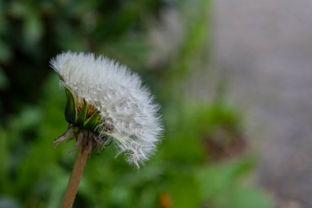 Common Dandelion (Taraxacum officinale) in Zurich, Switzerland
