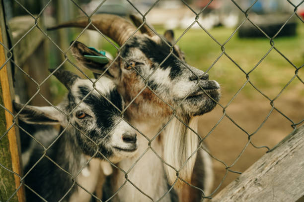 Two black goats behind the fence on the farm