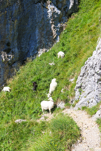 White goats with bell grazing in the Swiss Alps, near Appenzell in the Alpstein mountain range, Ebenalp, Switzerland