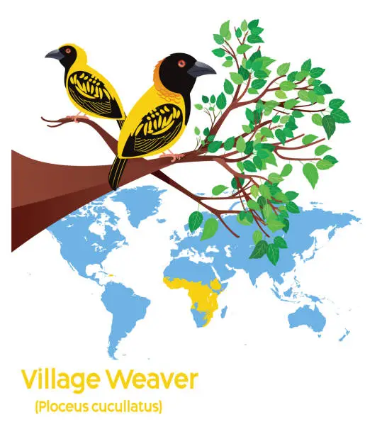 Vector illustration of Village Weaver Habitat Map