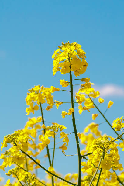 istock Rapeseed flowers close-up against a blue sky with clouds. Growing flowering rapeseed, copy space. 2023963166