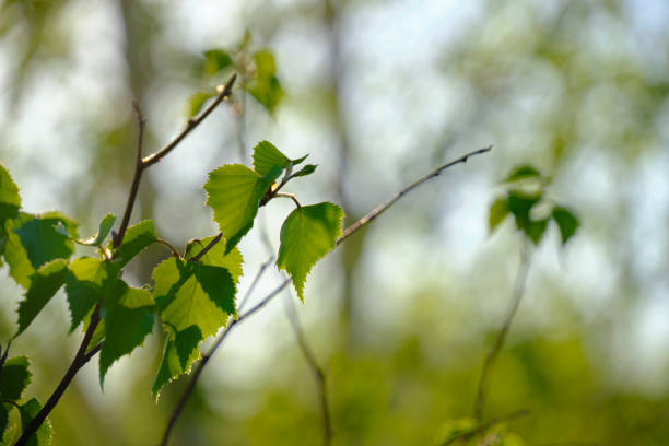 Birch branch with buds and fresh green foliage