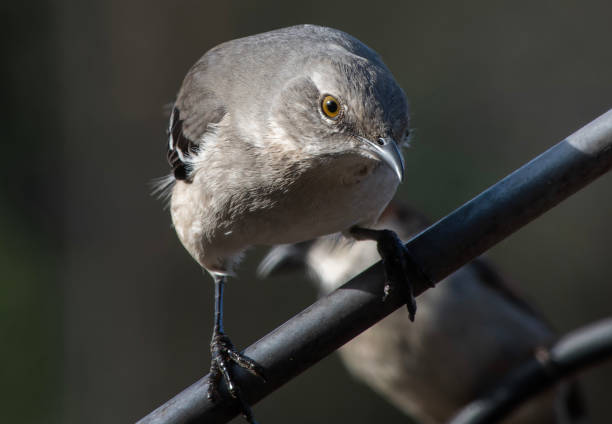 istock A Northern Mockingbird on a high perch 2024034909
