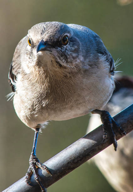 istock A Northern Mockingbird on a high perch 2024035416
