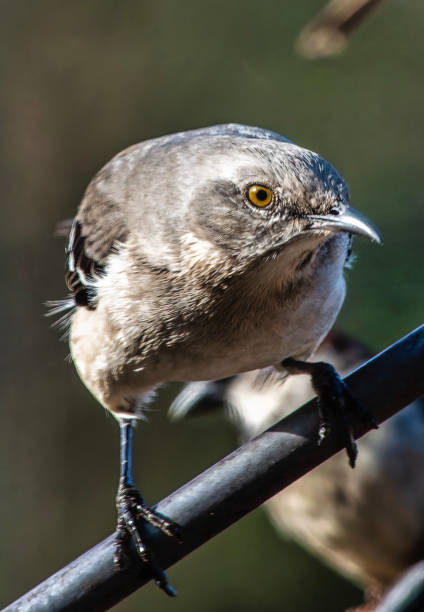 A Northern Mockingbird on a high perch