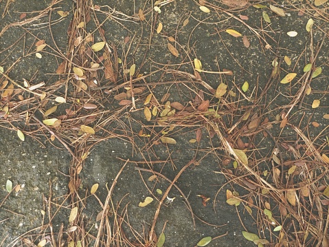 Dry pine leaves needle on the asphalt