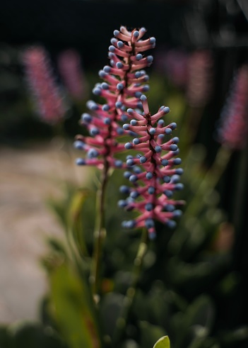 Pink blue flower with spikes in greenhouse