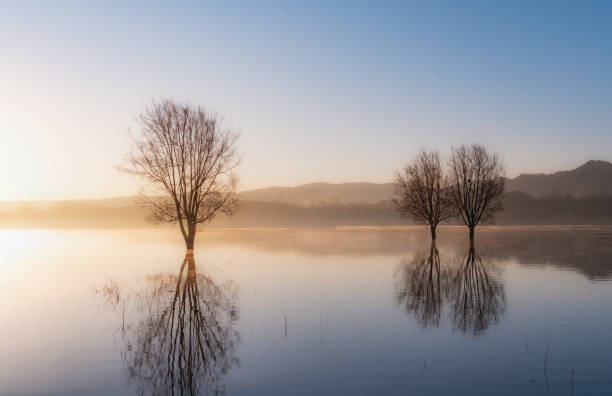 IJssel winter light with high water level on the floodplains near Zwolle after long periods of rain upstream. The overflown trees are reflected in the calm water of the river.