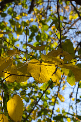 Yellowed mulberry leaves in autumn. blue sky in the background.