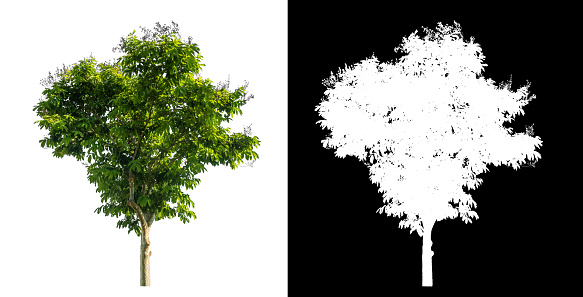 single tree on white background with clipping path and alpha channel on black background.