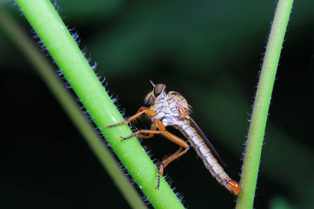 Dragonfly in the forest of Thailand National Park