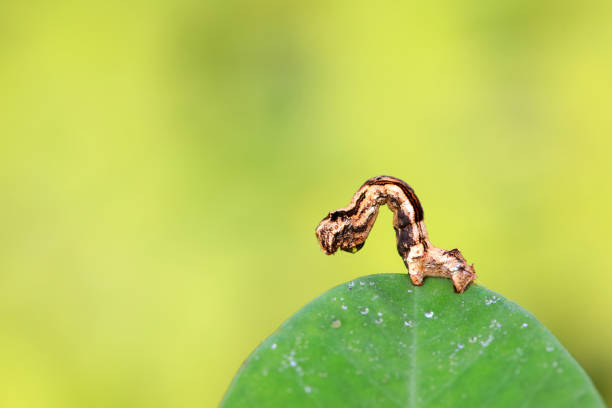 Detail shot of a hairy caterpillar on a fresh green leaf in a dense garden. Great for insect life cycle, environmental awareness, and biological diversity themes.