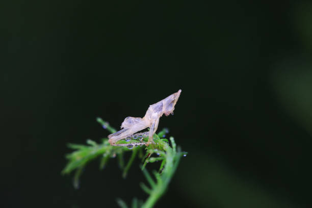 Atractomorpha sinensis in the wild, North China