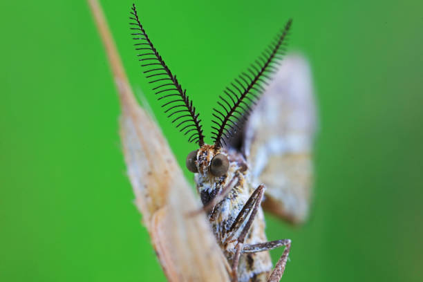 Lepidoptera insects in the wild, North China