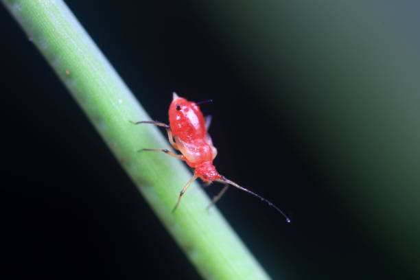 istock Aphids in the wild, North China 2024152709