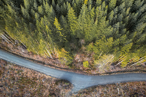 Logged area on Vancouver Island as seen by drone.