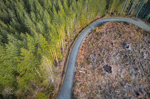 Logged area on Vancouver Island as seen by drone.