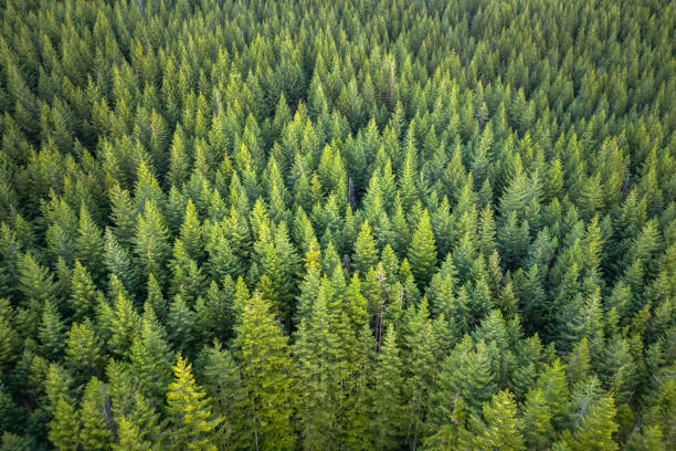 Vancouver Island Forest Evergreen forest viewed from above on Vancouver Island pacific northwest region stock pictures, royalty-free photos & images