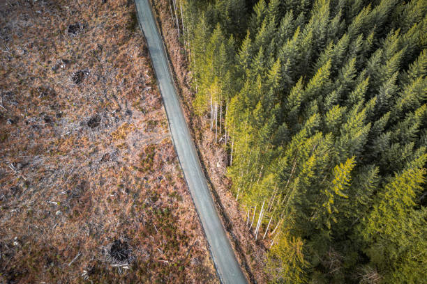 istock Logging Industry On Vancouver Island 2024159538