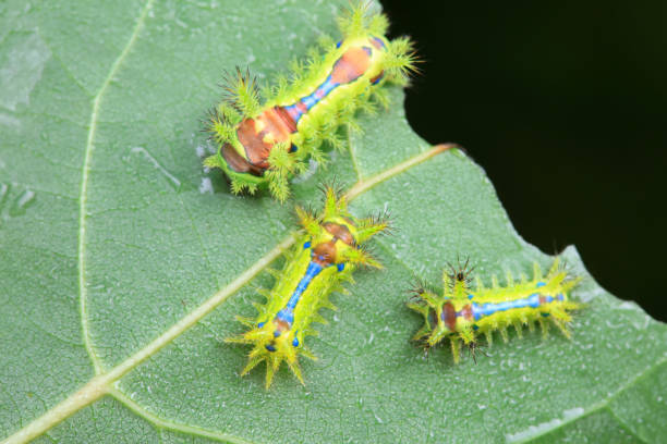 istock Lepidoptera larvae in the wild, North China 2024161114