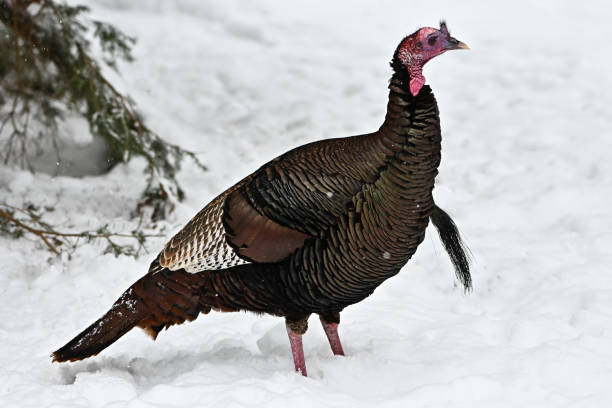 Male wild turkey in snowstorm, looking at camera